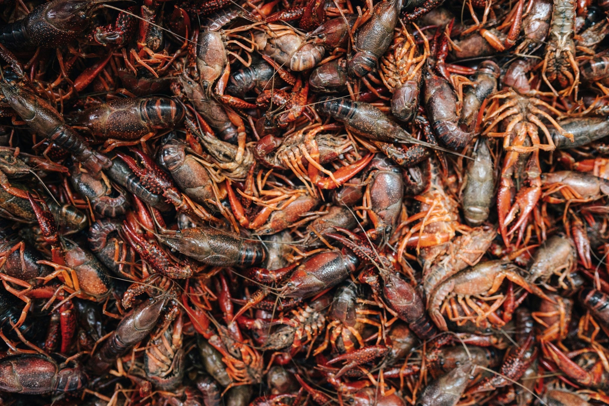 a big pile of crawfish